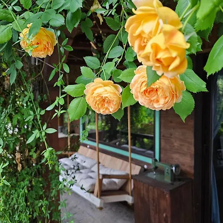 Prázdninový dům India - Bibliothek